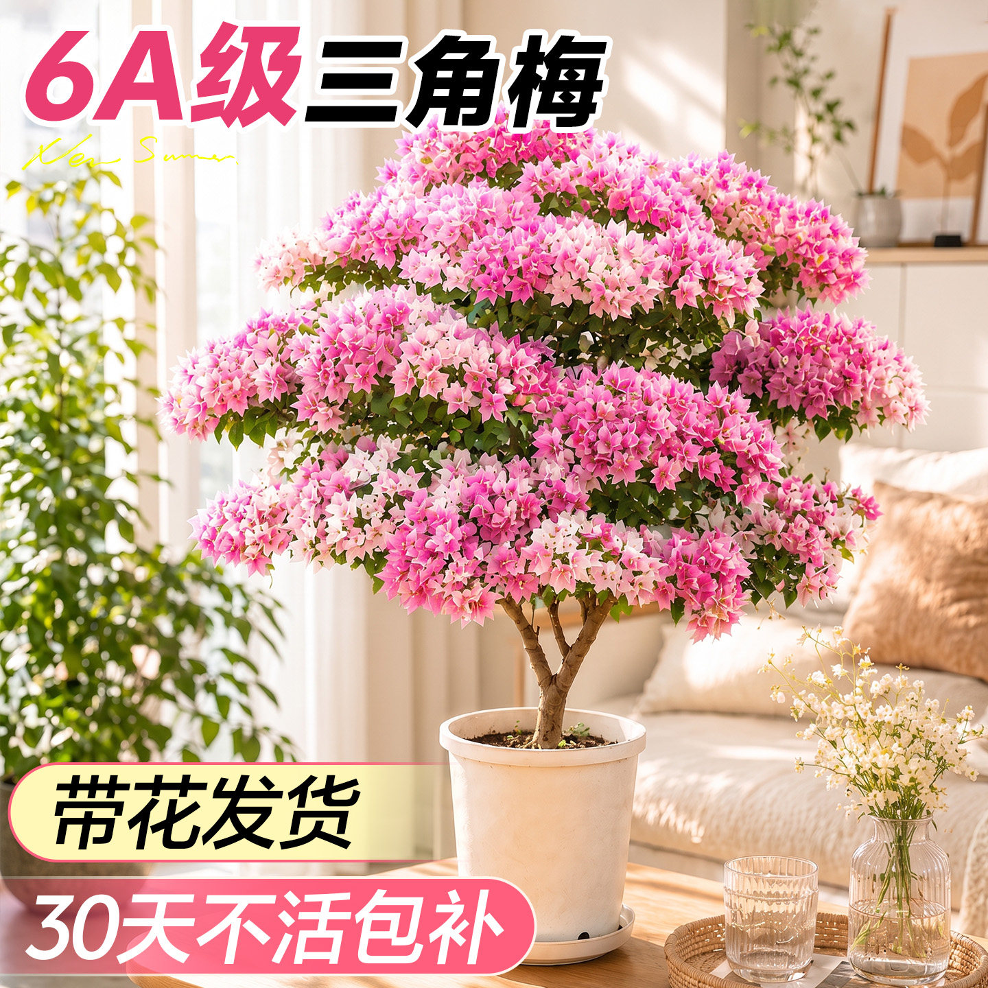 【带花发货】6A级三角梅不活包补图片