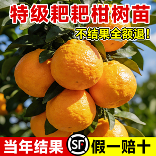 耙耙柑树苗正宗四川春见粑粑柑果树丑橘沃柑橘子树果苗南北方种植