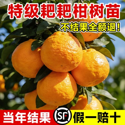 【5A特级】正宗四川春见粑粑柑