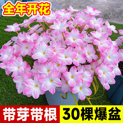 重瓣风雨兰种球四季开花包对版