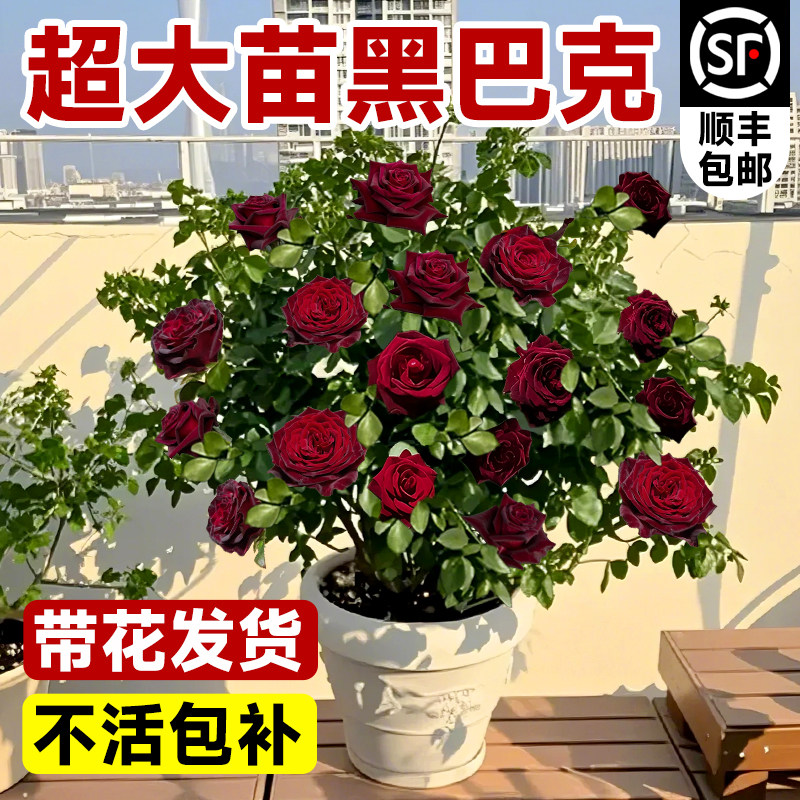 ������������������ڰͿˡ�2����ԭ��ԭ���� �ڰͿ��¼�����õ�廨������׮