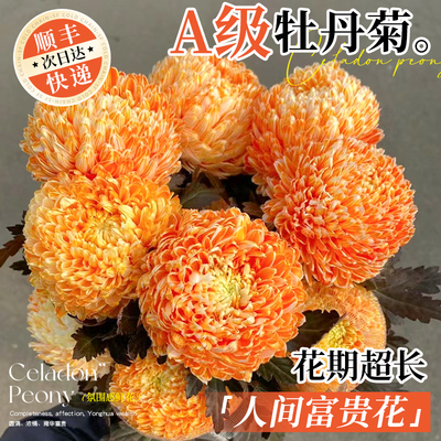 牡丹菊鲜花青花瓷云南基地直发鲜切花卉家用插花花期超长水养花束