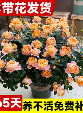 果汁阳台月季花苗灌木大花盆栽室内红果汁阳台多头玫瑰花苗棒棒糖