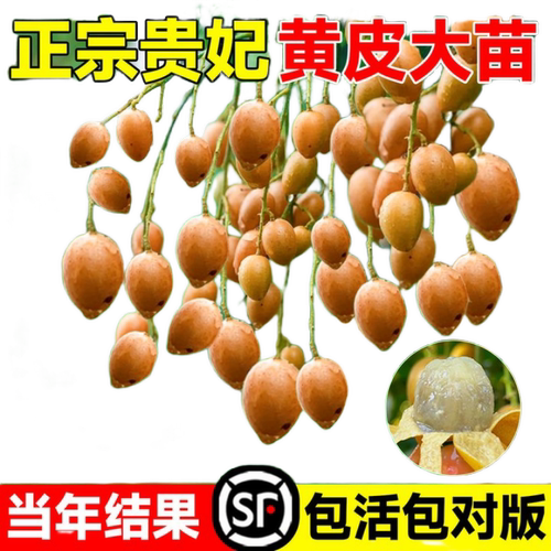 贵妃黄皮苗树正宗广西纯甜果树苗带土带叶南北方种植盆栽庭院地栽