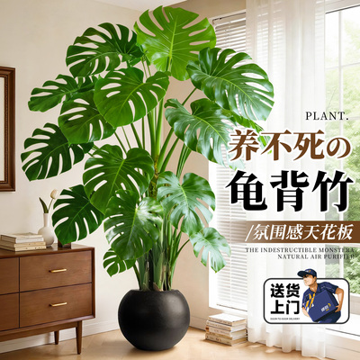 【5A级大叶老桩】氛围感天花板