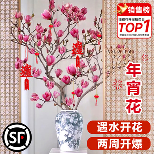 适合水养的花白玉兰春天桌上绿植各种花卉大全家养植物放客厅水培