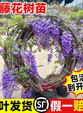 紫藤花苗四季爬藤植物大苗长穗紫藤萝花老桩大树苗开花卉四季盆栽