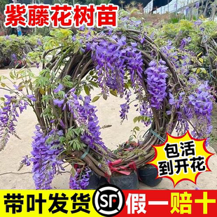 紫藤花苗四季 盆栽 爬藤植物大苗长穗紫藤萝花老桩大树苗开花卉四季