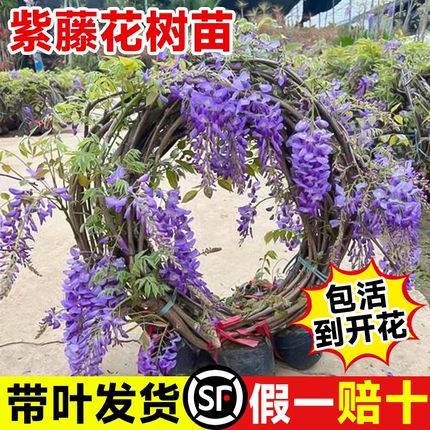 紫藤花苗四季爬藤植物大苗长穗紫藤萝花老桩大树苗四季开花卉盆栽