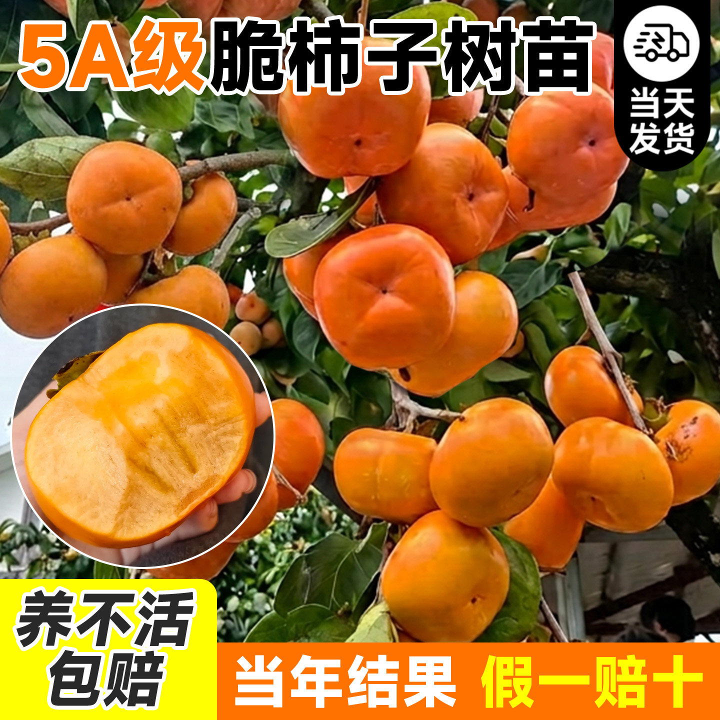 【正宗太秋甜柿树苗】包活包结果图片