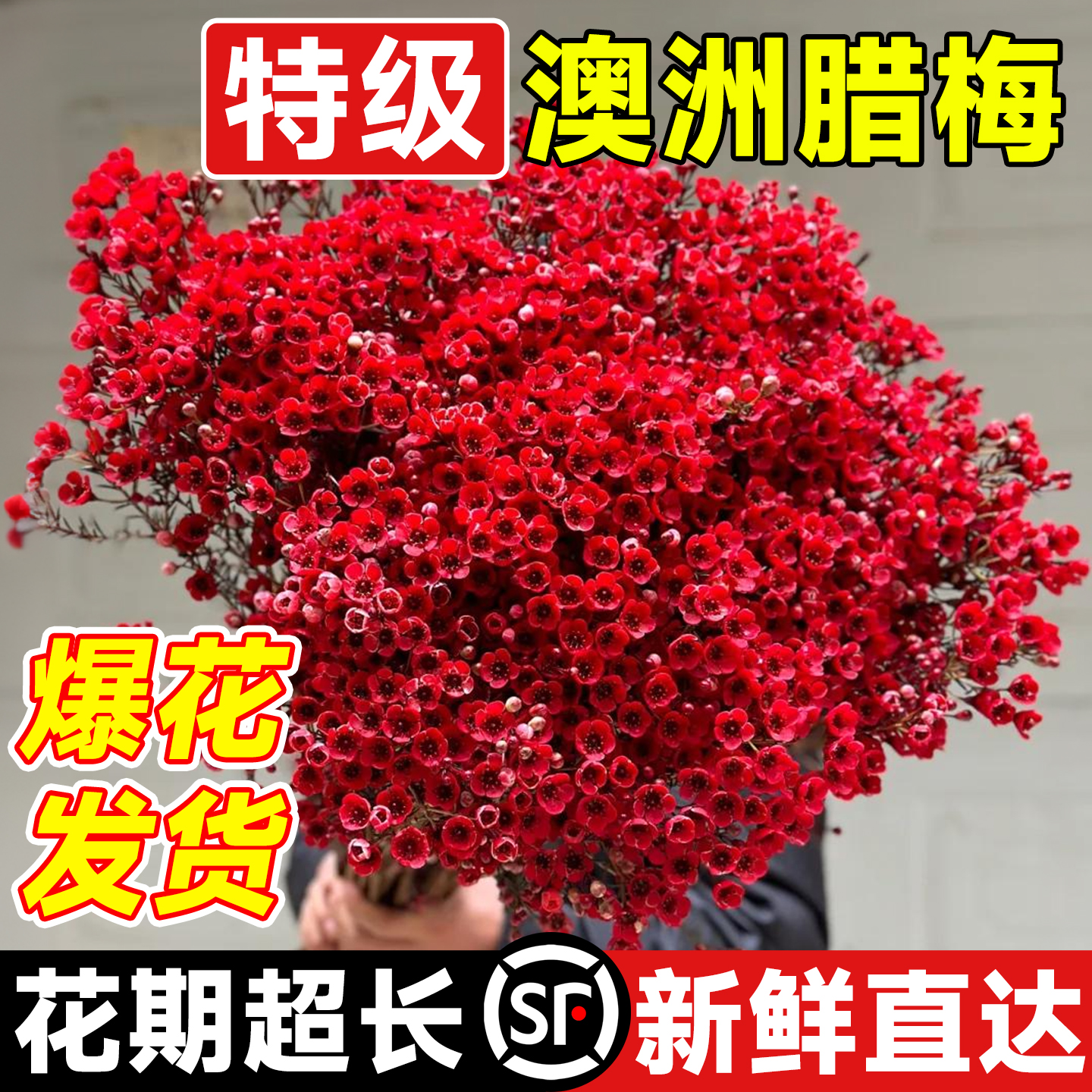 【遇水就爆花】特级粗枝澳洲腊梅