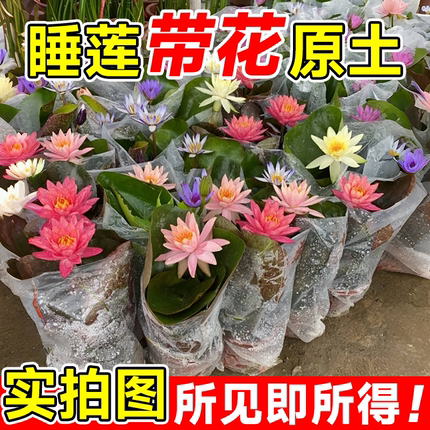 睡莲水培植物带花苞根块四季荷花盆栽水养莲花开花成品苗室外花卉