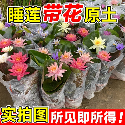 睡莲水培植物带花苞根块荷花盆栽水养莲花四季开花成品苗室外花卉