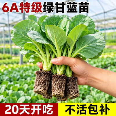 绿甘蓝种苗包活包对版20天开吃