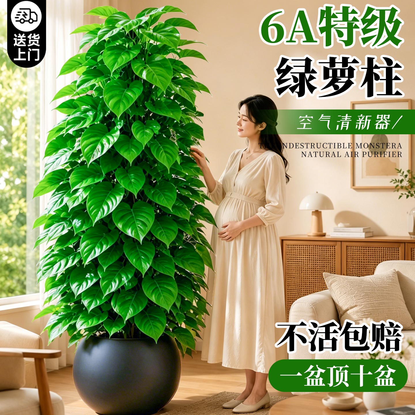 绿萝柱大盆栽绿萝植物室内吸甲醛客厅大型绿植除醛净化空气好养活