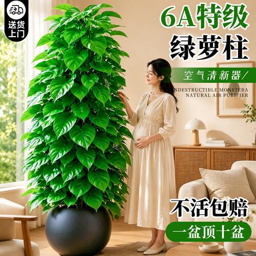 【特级绿萝柱】强效除醛不活包赔