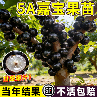 嘉宝果苗树树葡萄果树果苗盆栽沙巴艾斯卡红妃特大嫁接苗南北方种