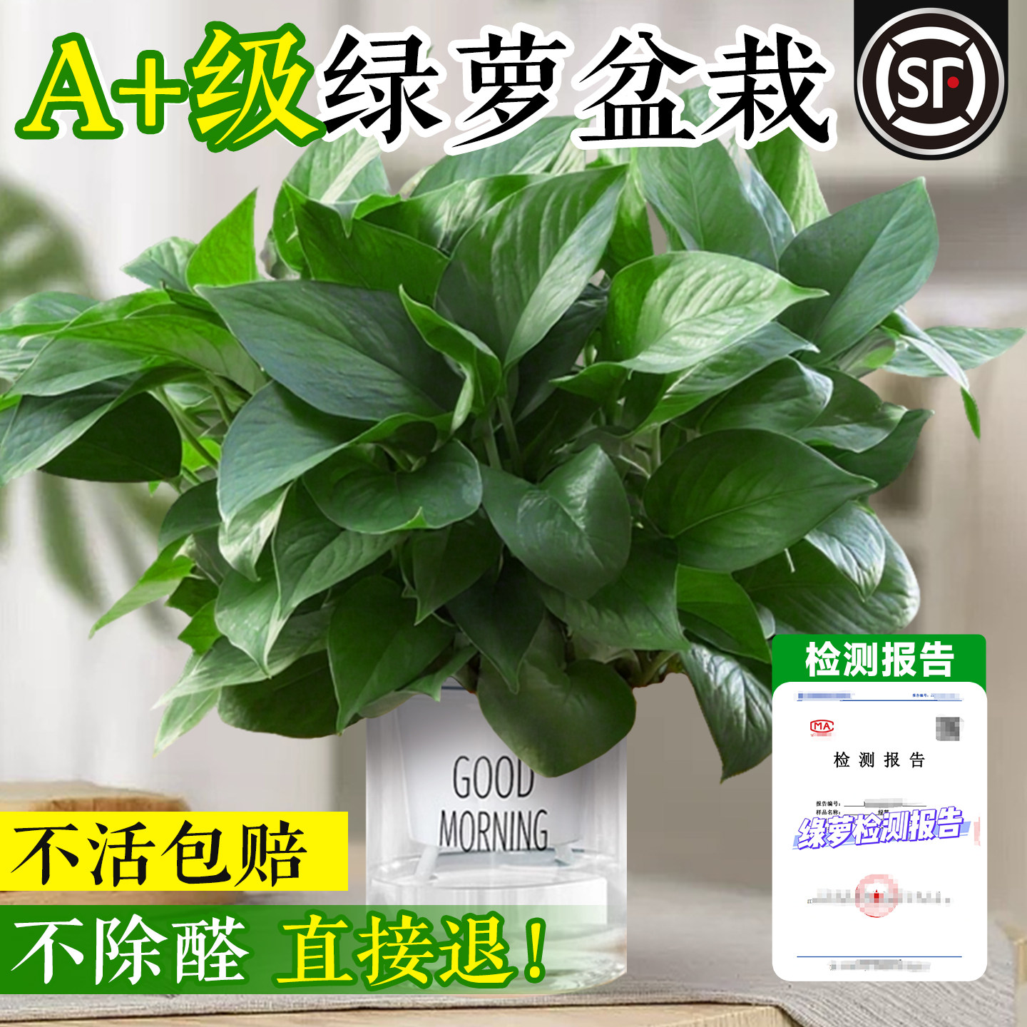 绿萝盆栽特大号吸甲除醛绿植