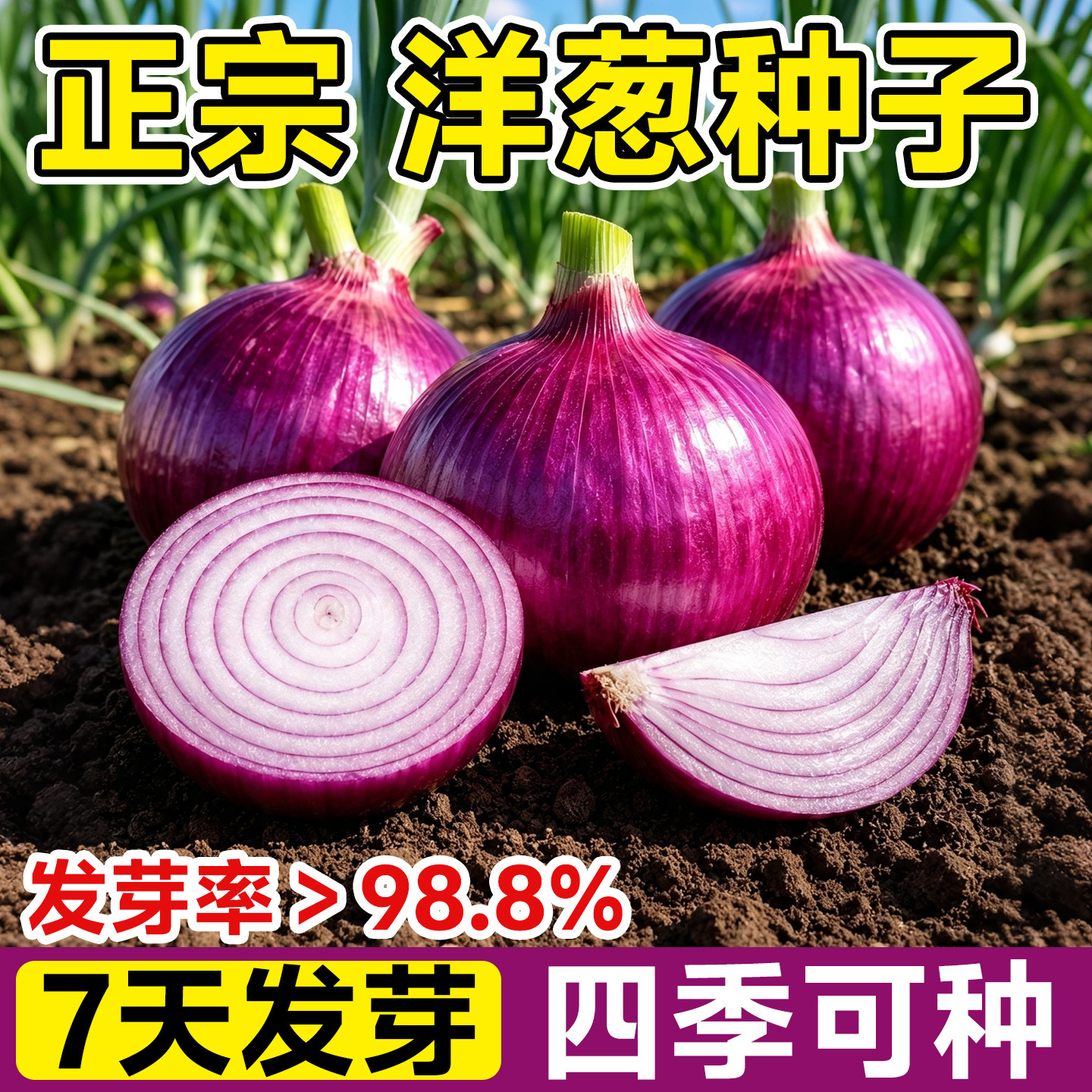 紫皮洋葱种子正宗红皮水果特大圆葱耐寒阳台盆栽四季可种植高产葱