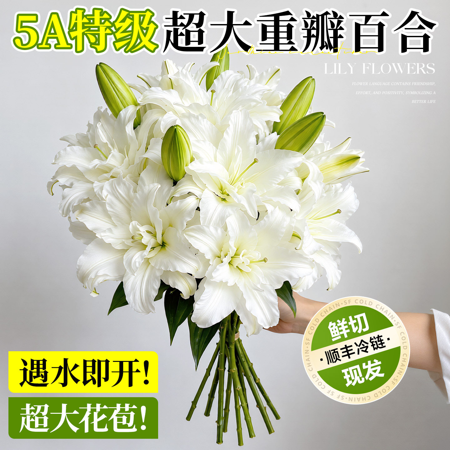 特级重瓣香水百合鲜切花