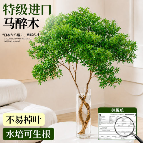 【5A级马醉木】四季好养不活包补