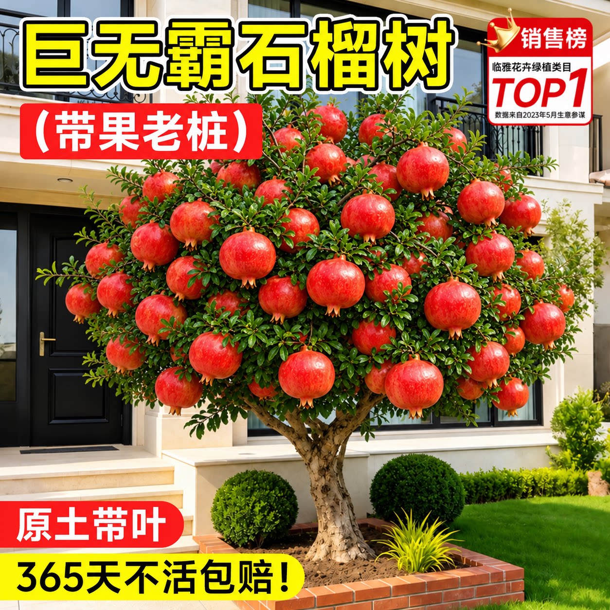 【带果发货】软籽突尼斯图片