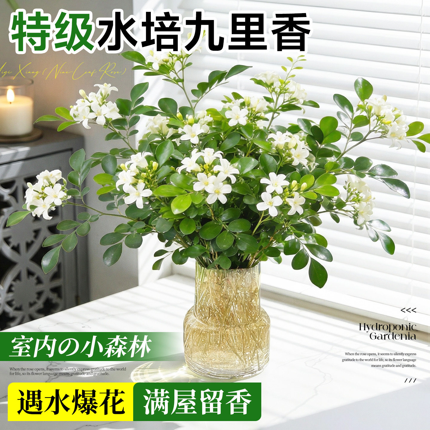 九里香盆栽水培驱蚊植物桌面绿植室内茉莉鲜花水养花卉懒人四季开