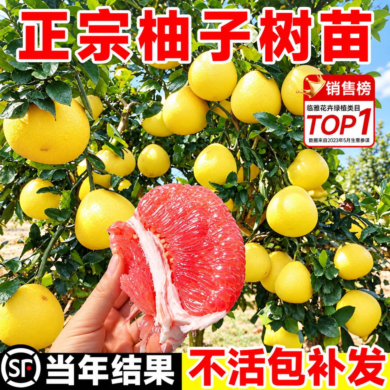 保真柚子树苗当年结果包对版耐寒图片