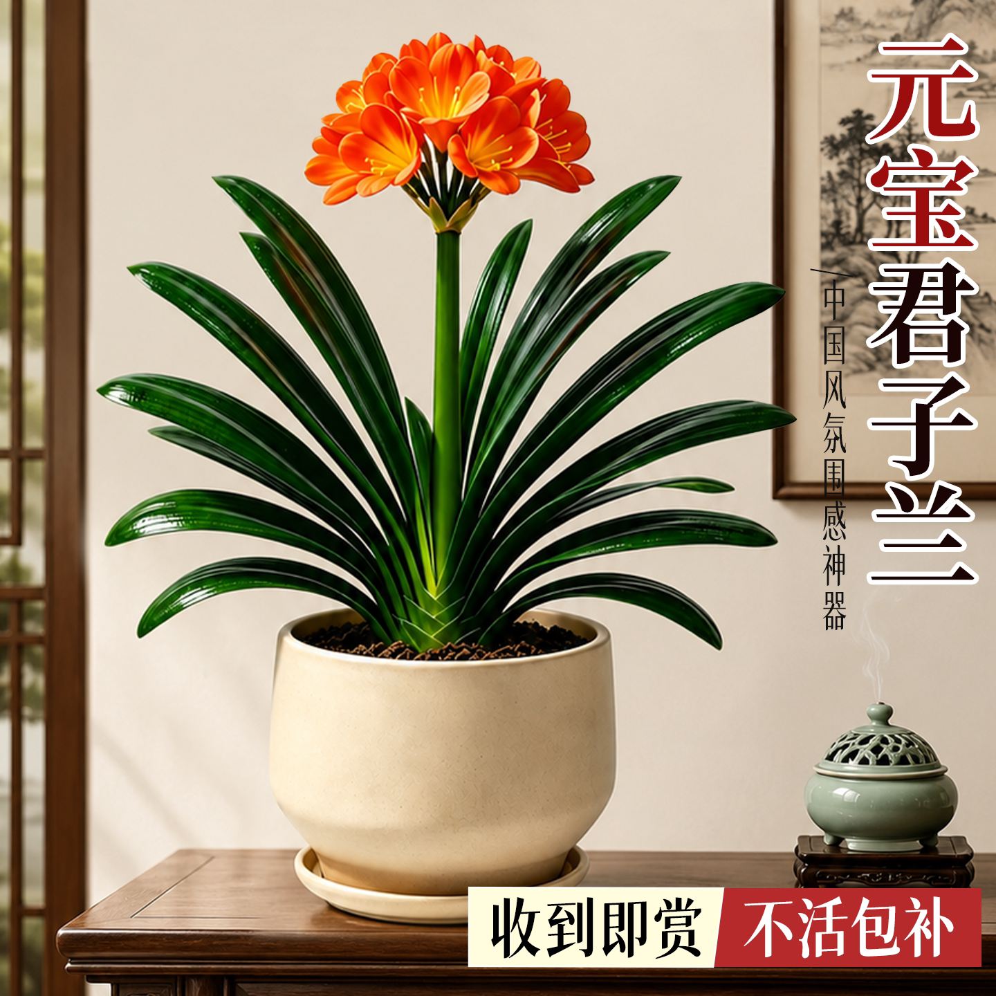 元宝君子兰盆栽带苞易养室内桌面