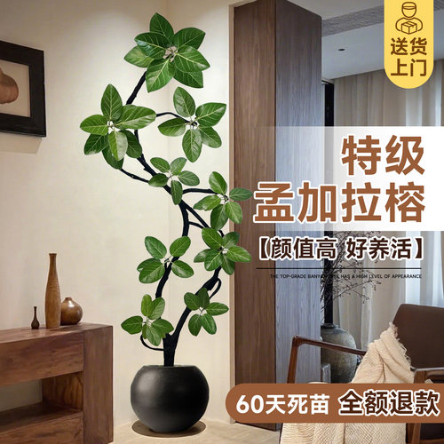 【特级孟加拉榕】氛围感天花板