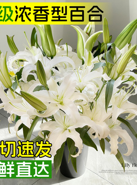 白百合鲜花正宗重瓣香水百合花多头水培水养插瓶云南直发新鲜切花