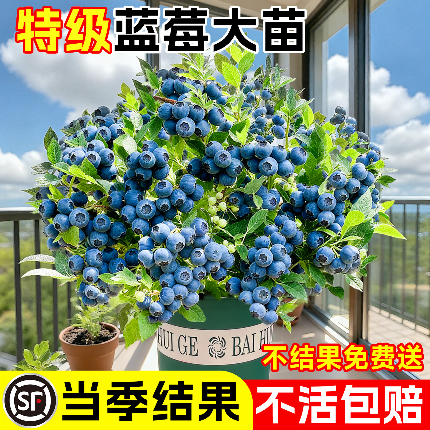 蓝莓树果苗盆栽特大号