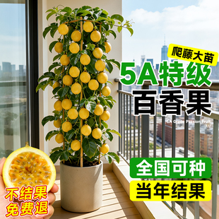 百香果树果苗正宗黄金紫香台农百香果树大苗阳台盆栽庭院当年结果