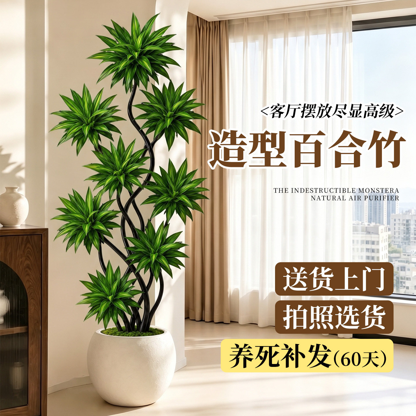 百合竹大型植物高级感好养盆栽图片