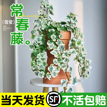 雪莹常春藤盆栽四季常青藤室内外好养活客厅阳台吊兰绿植爬藤植物