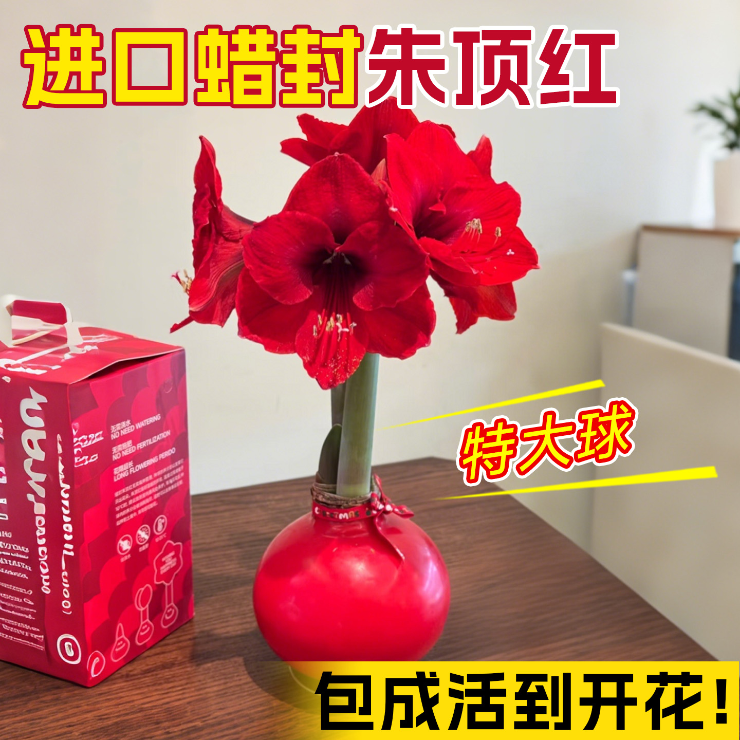 进口特大蜡封朱顶红种球