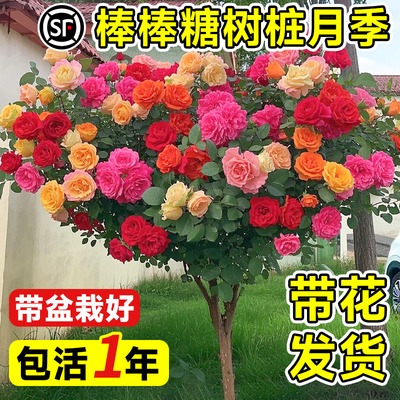 棒棒糖树桩月季多头玫瑰花苗四季