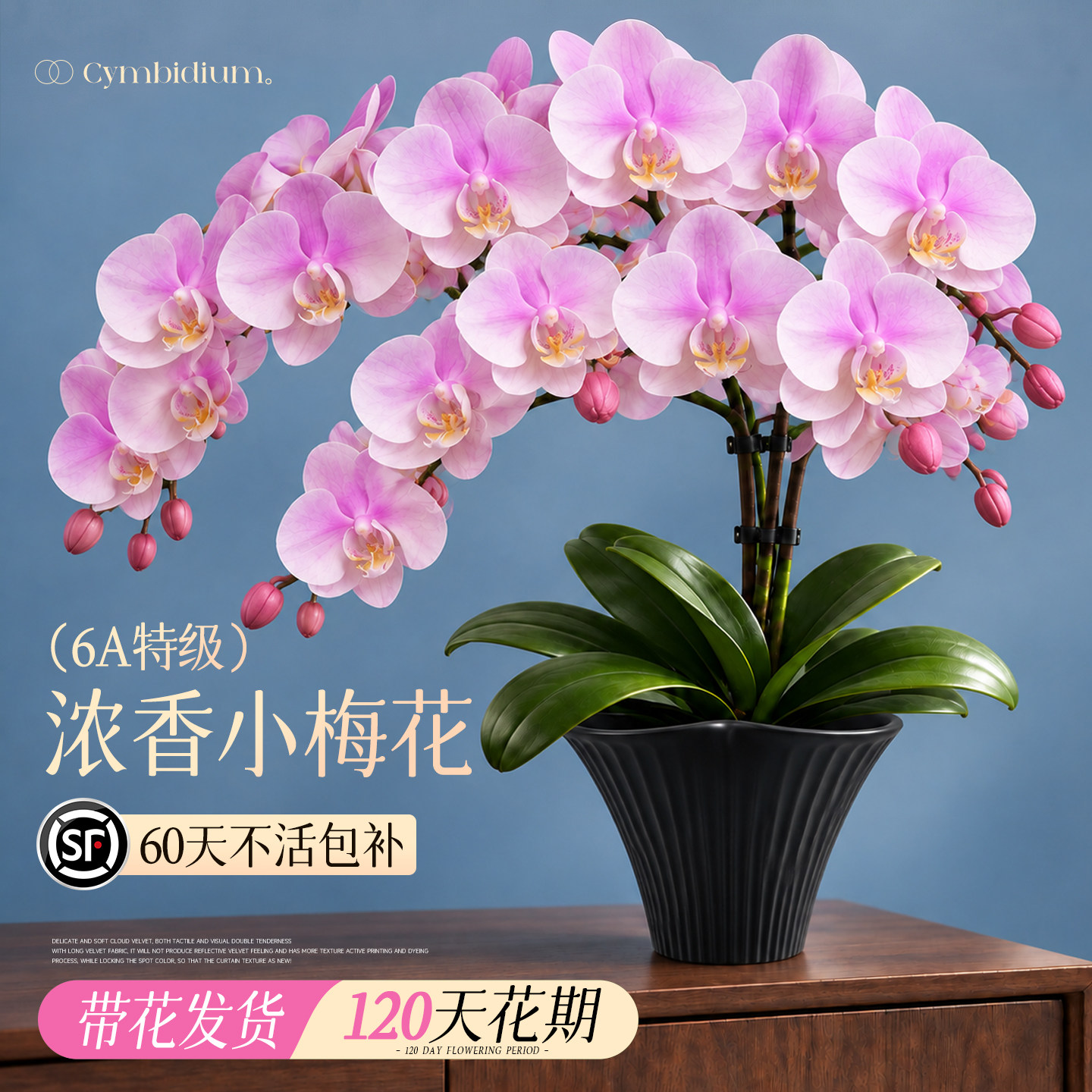 蝴蝶兰小梅花带花苞特大号适合懒人养的花绿植兰花洋兰室内年宵花