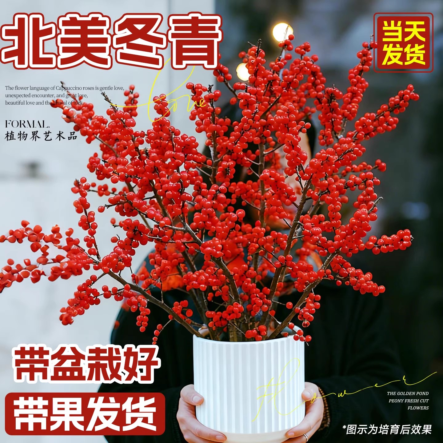 北美冬青盆栽带果室内盆景