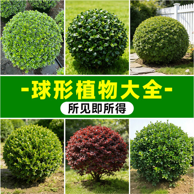 【球形植物大全】送货上门包成活