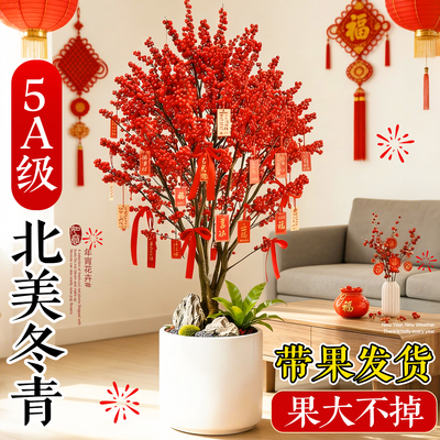 北美冬青盆栽带果发货枝枝爆果