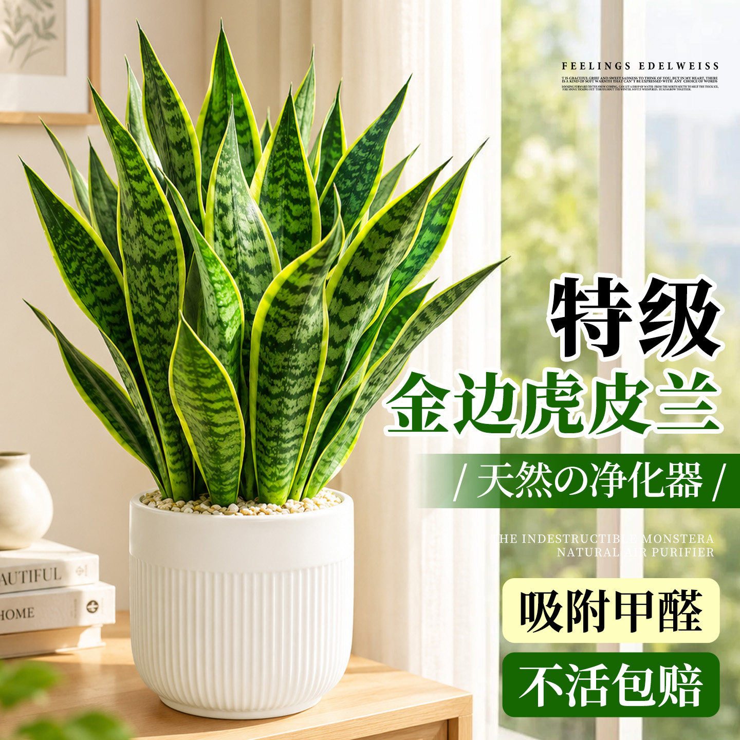 金边虎皮兰盆栽绿植客厅桌面四季常青新房室内净化空气办公室好养