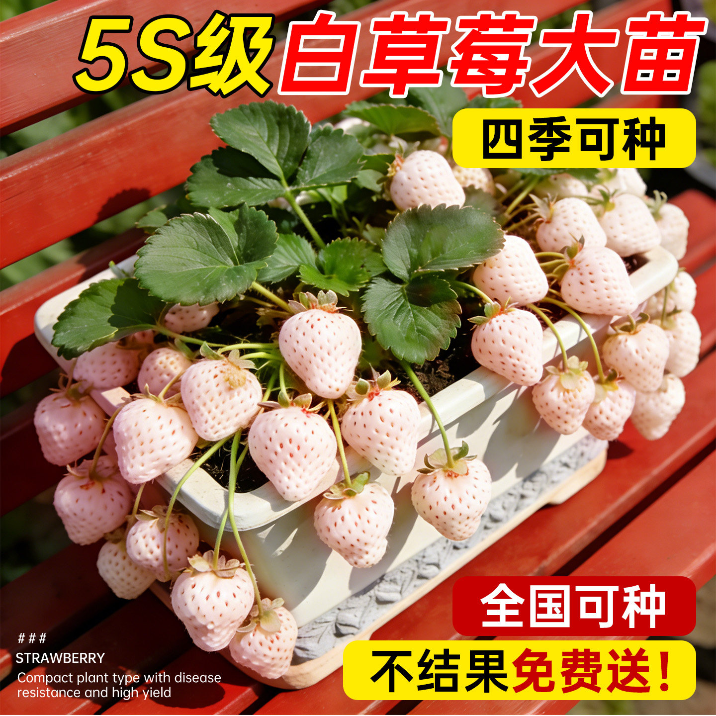 丹东奶油白草莓苗盆栽带果可食用超大号四季结果阳台种植新苗苗秧,鲜花速递/花卉仿真/绿植园艺,绿植,淘宝优惠券,粉丝福利购,淘宝优惠卷