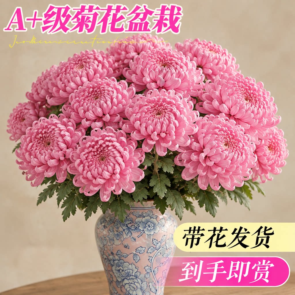 菊花盆栽带花苞国华大菊千头菊大花苗室内阳台花卉绿植物四季开花