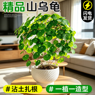 山乌龟爬藤植物盆栽桌面水培红藤圆叶室内阳台绿植金不换种球老桩