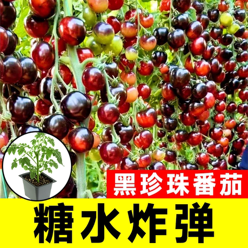 黑珍珠番茄苗秧四季种植阳台盆栽