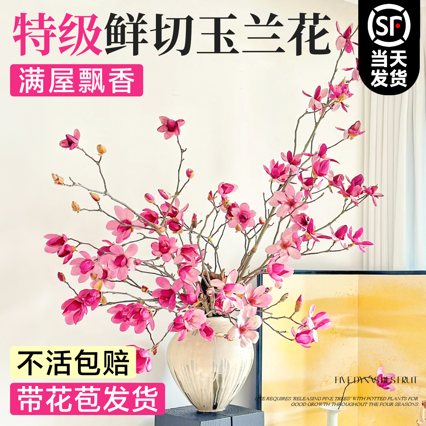 水培植物玉兰鲜花鲜切枝家用插花