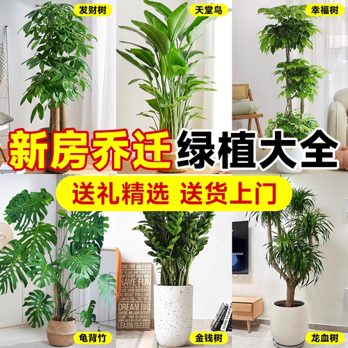 乔迁新居礼物发财树客厅大盆栽