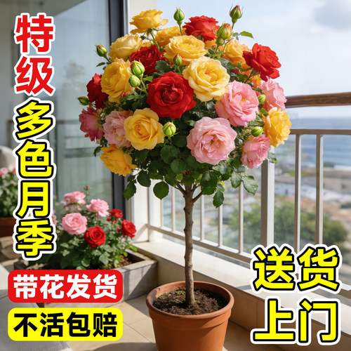 【带花发货】老桩棒棒糖月季