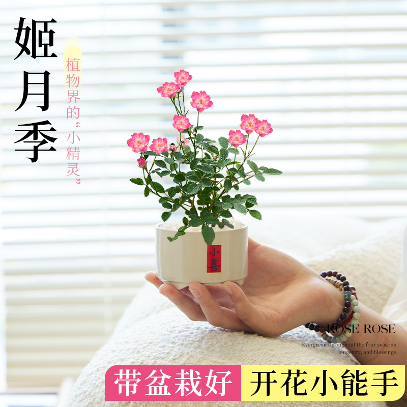 姬月季室内须重瓣惠姬迷你小盆栽